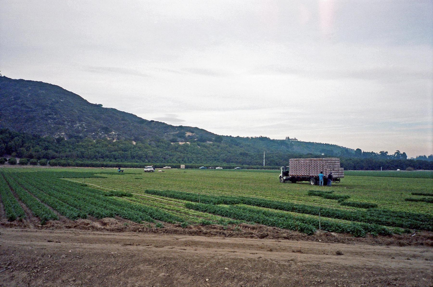 Strawberry fields at what would become the new high school in Camarillo. 2013.