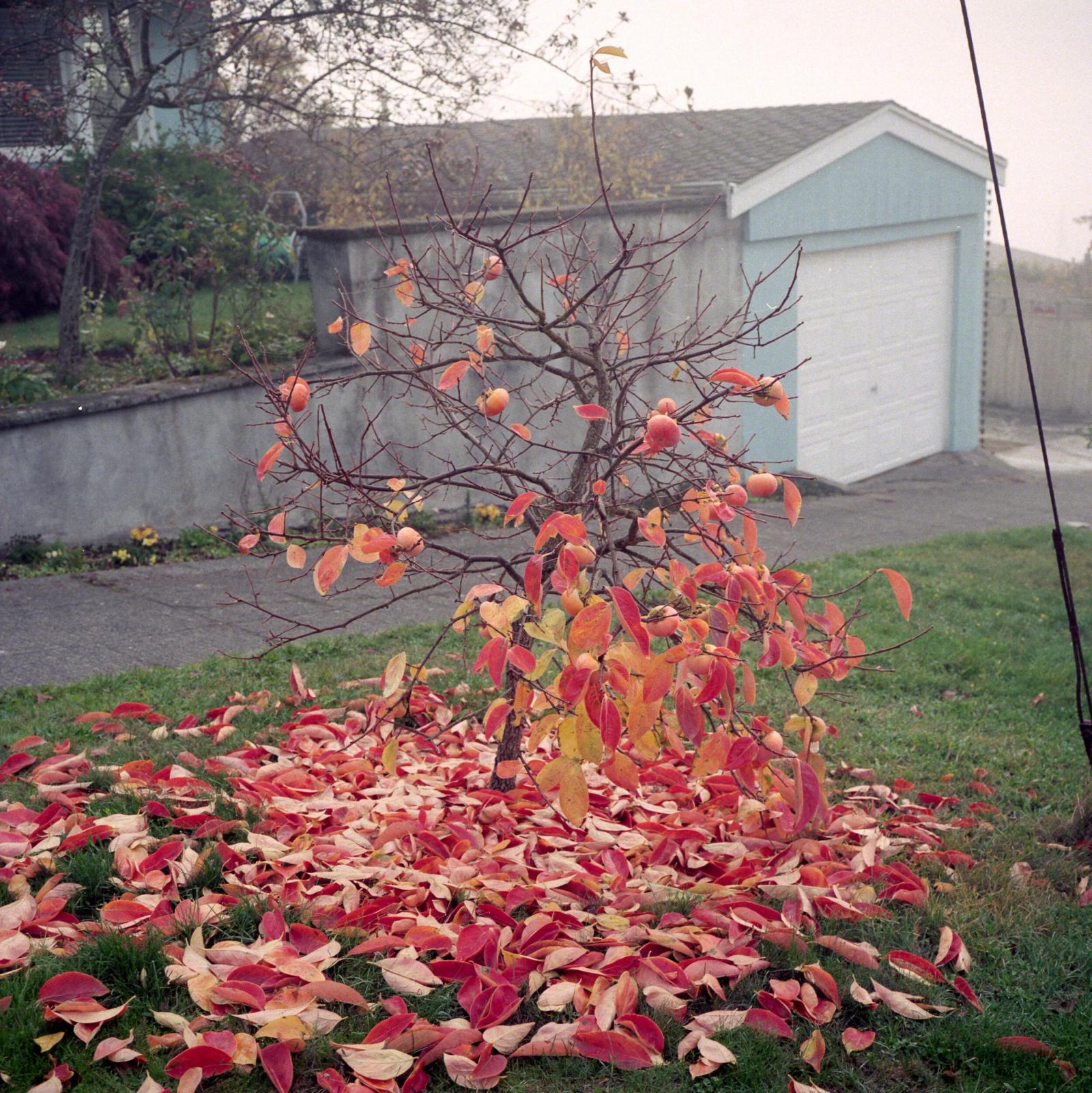 West Seattle, WA, 2018. Mamiya 6 and Kodak Portra 400.
