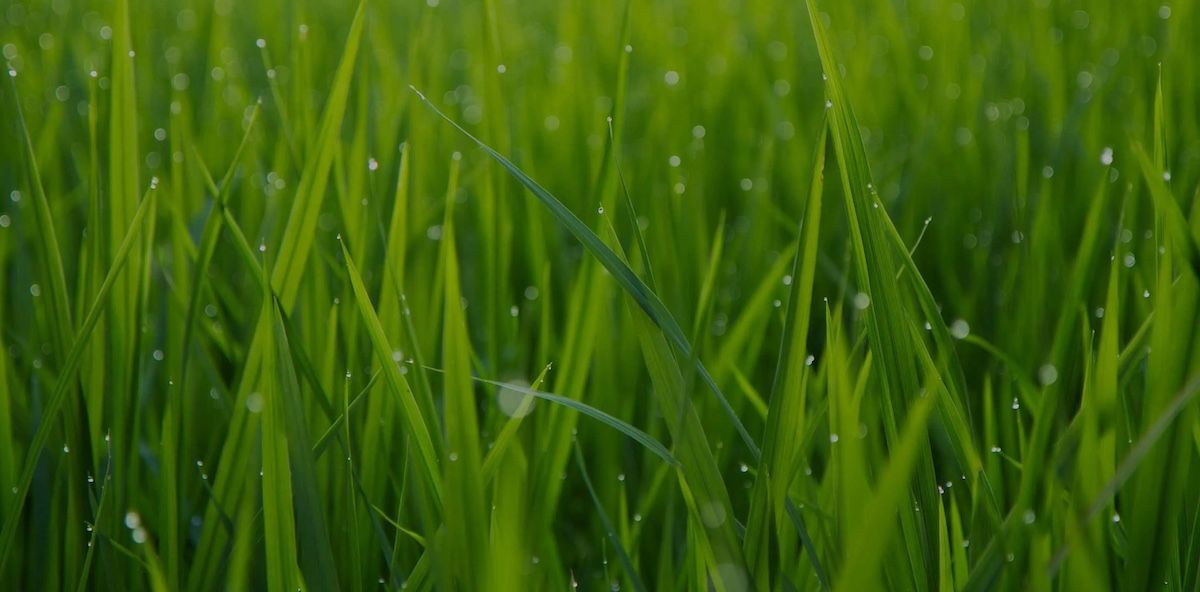 Bright green grass with water drops