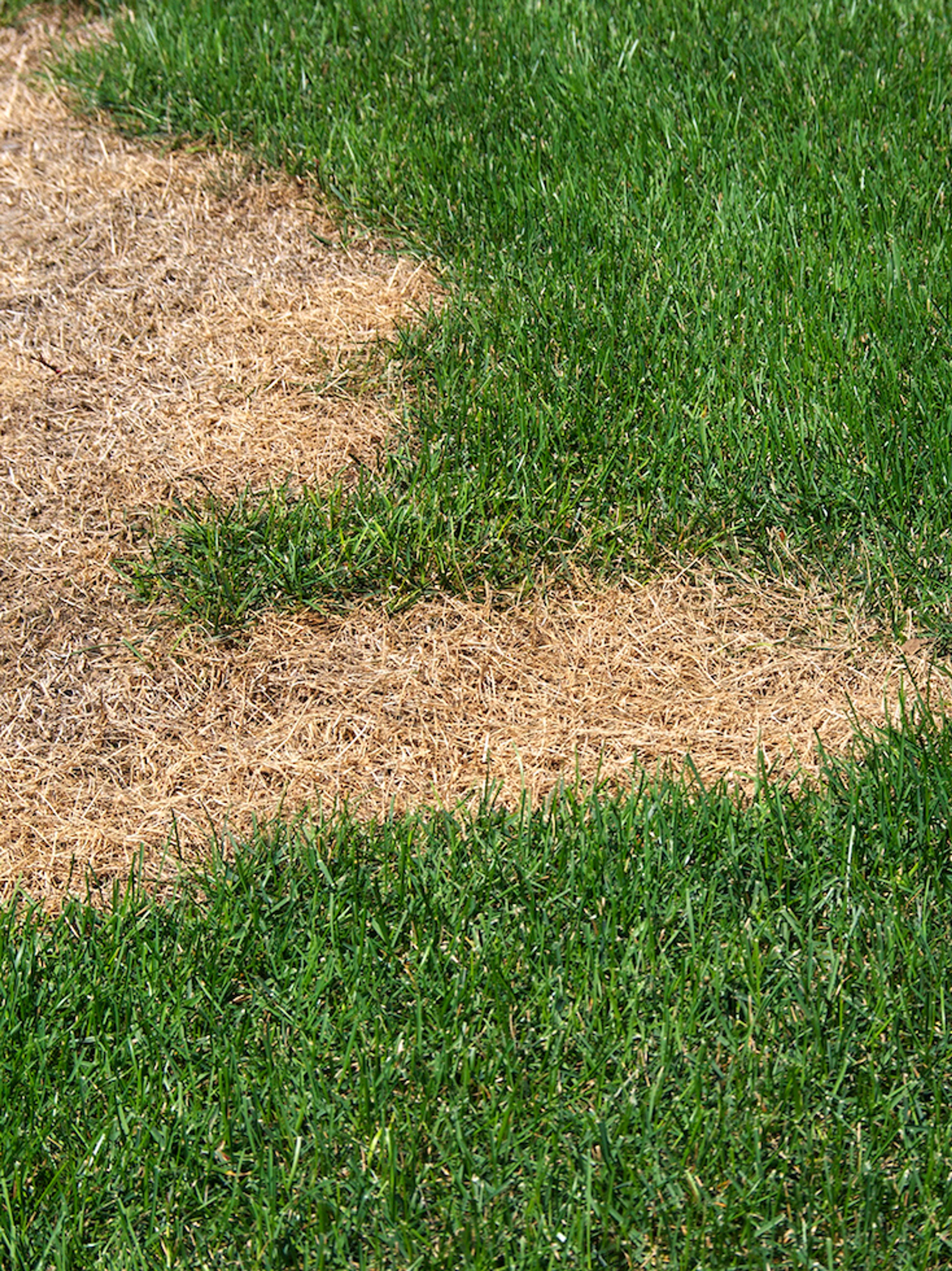 lawn with bare spots