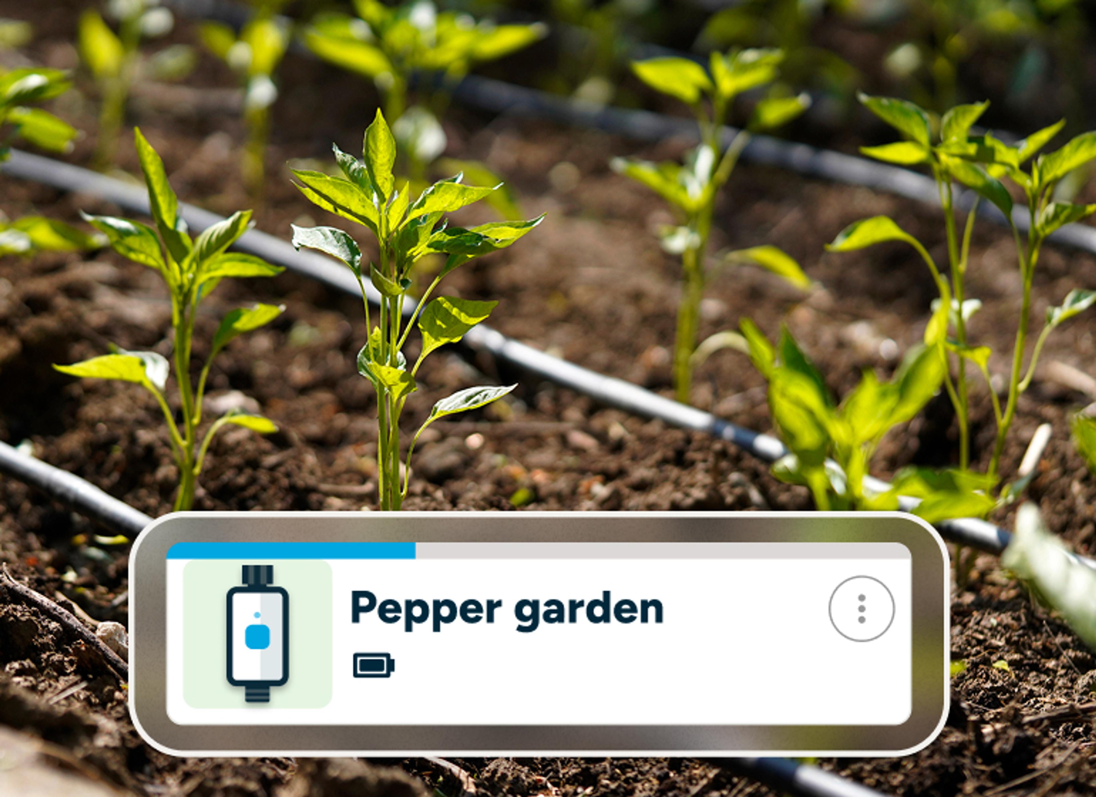 Pepper garden smart watering