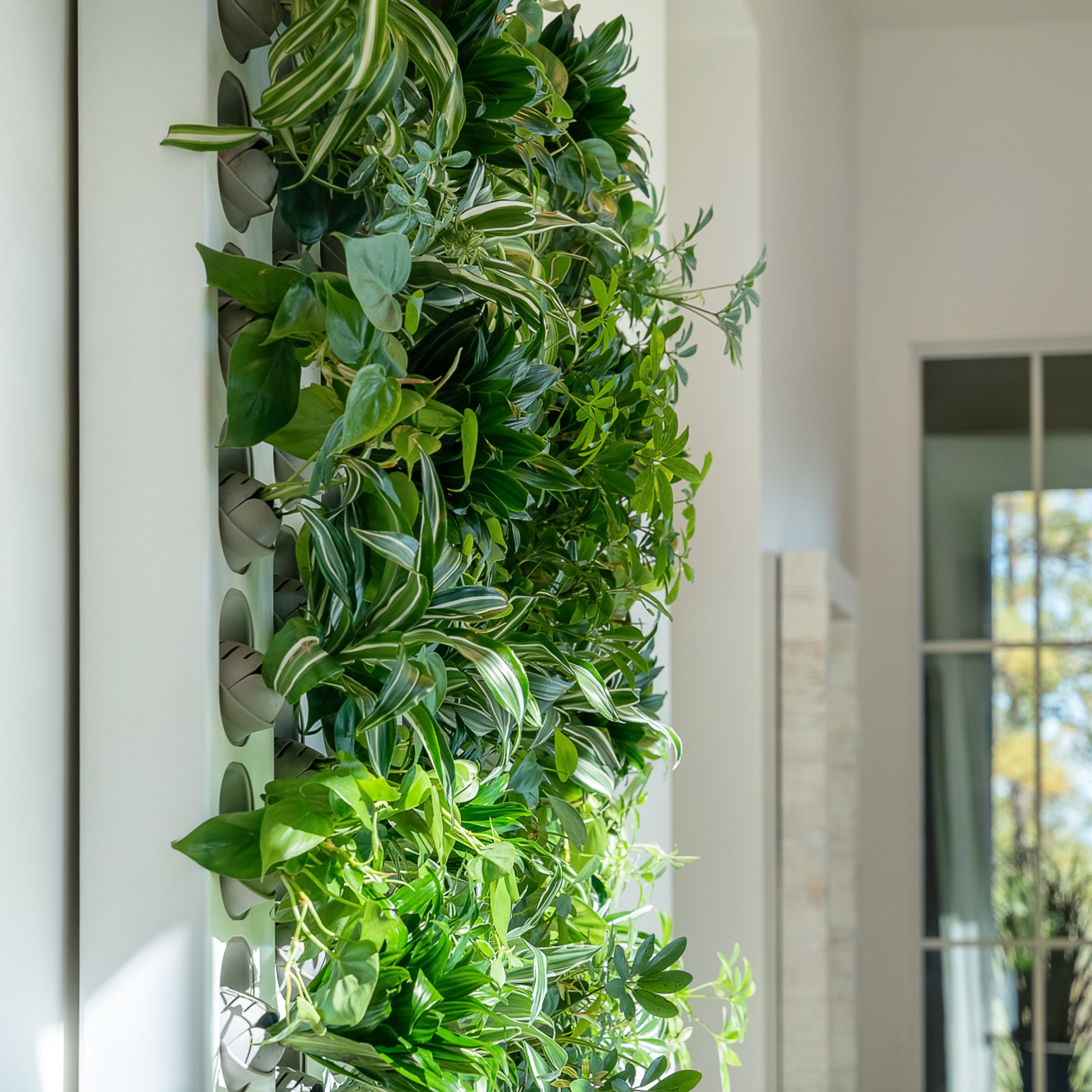 Taiga Plant wall side view