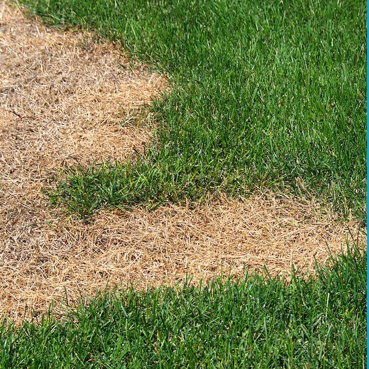 bare lawn spots that need grass seed and Rachio Thriv