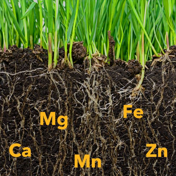 Micronutrients