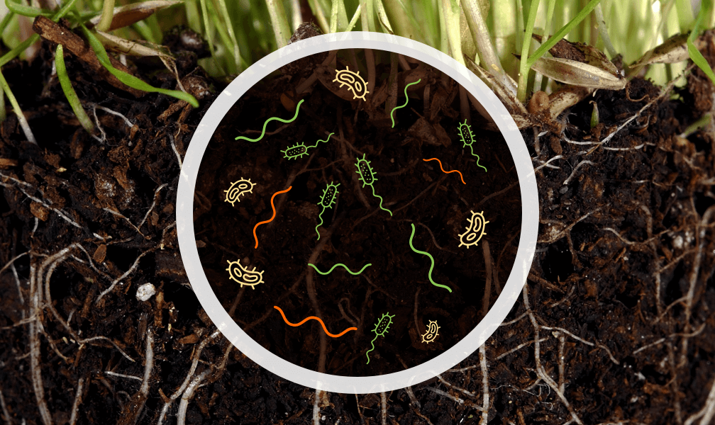 Photo illustration: Microbes in soil