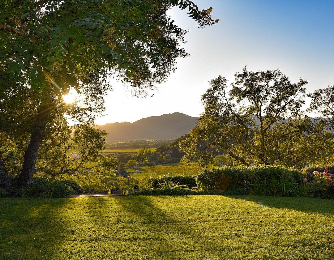 sunny day with green trees and grass