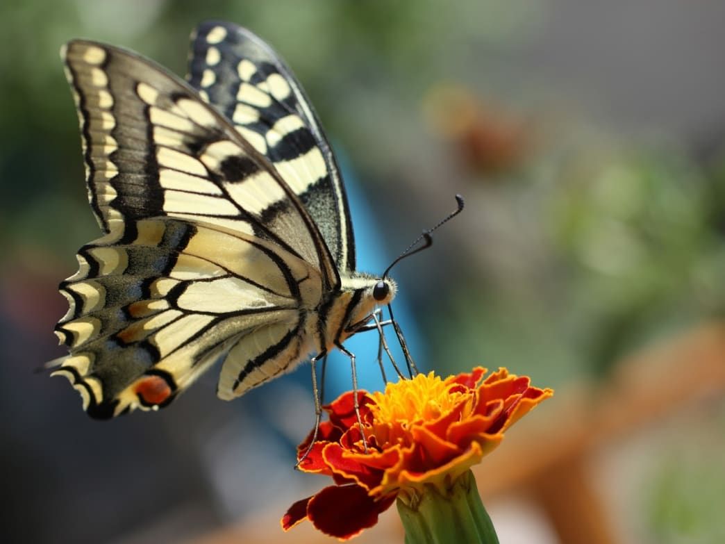 A Beginner's Guide to Butterfly Watching