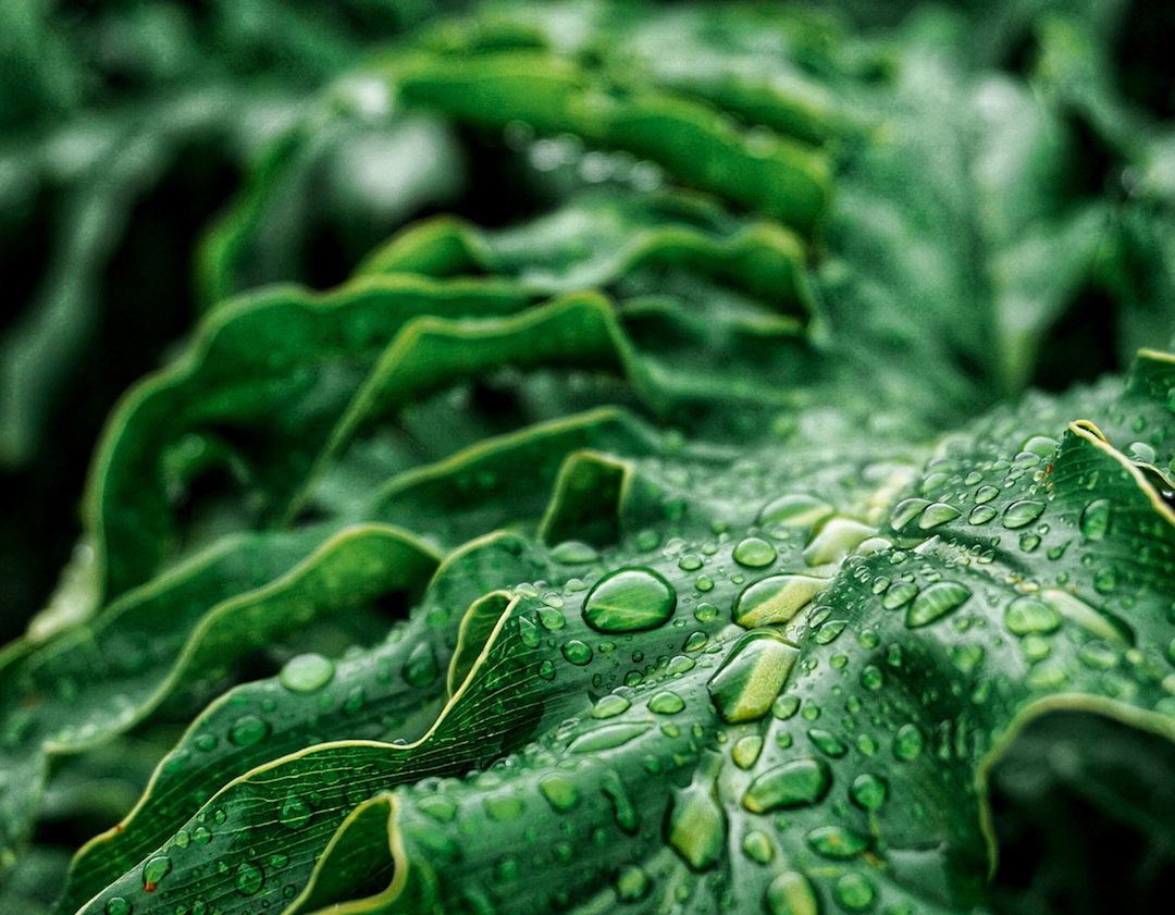 green leaves with water drops