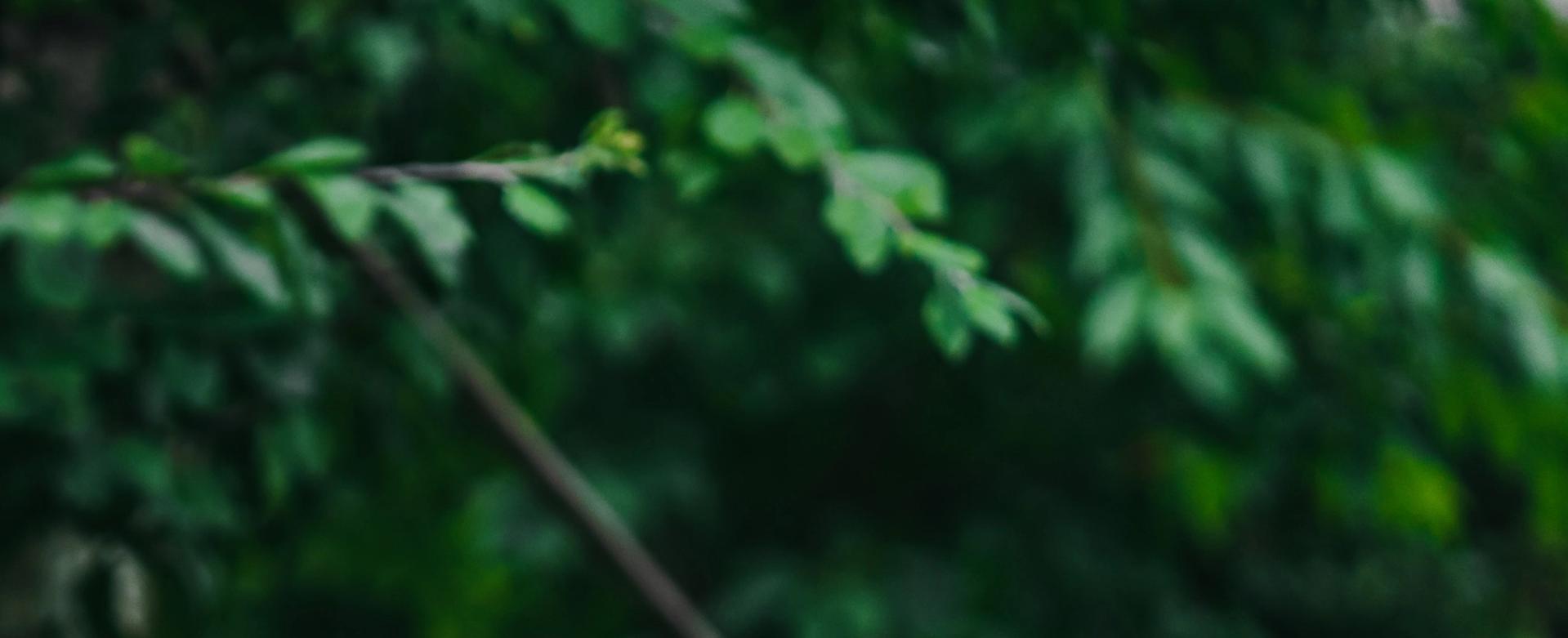 Green leaves
