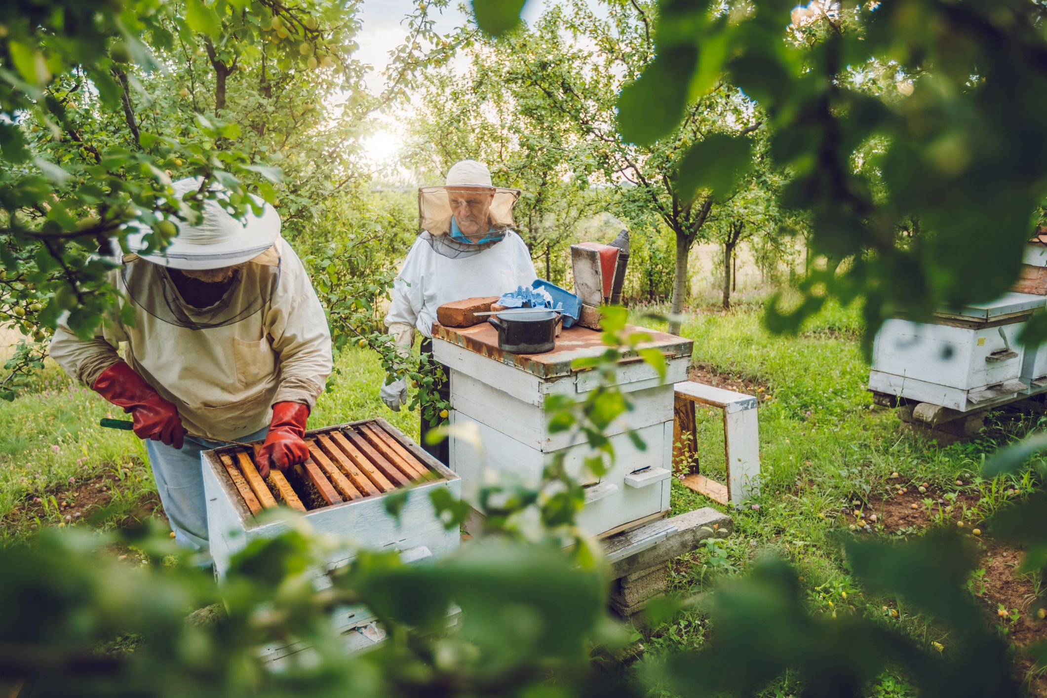 Beekeepers in protective clothing next to bee hives, surrounded by greenery. 