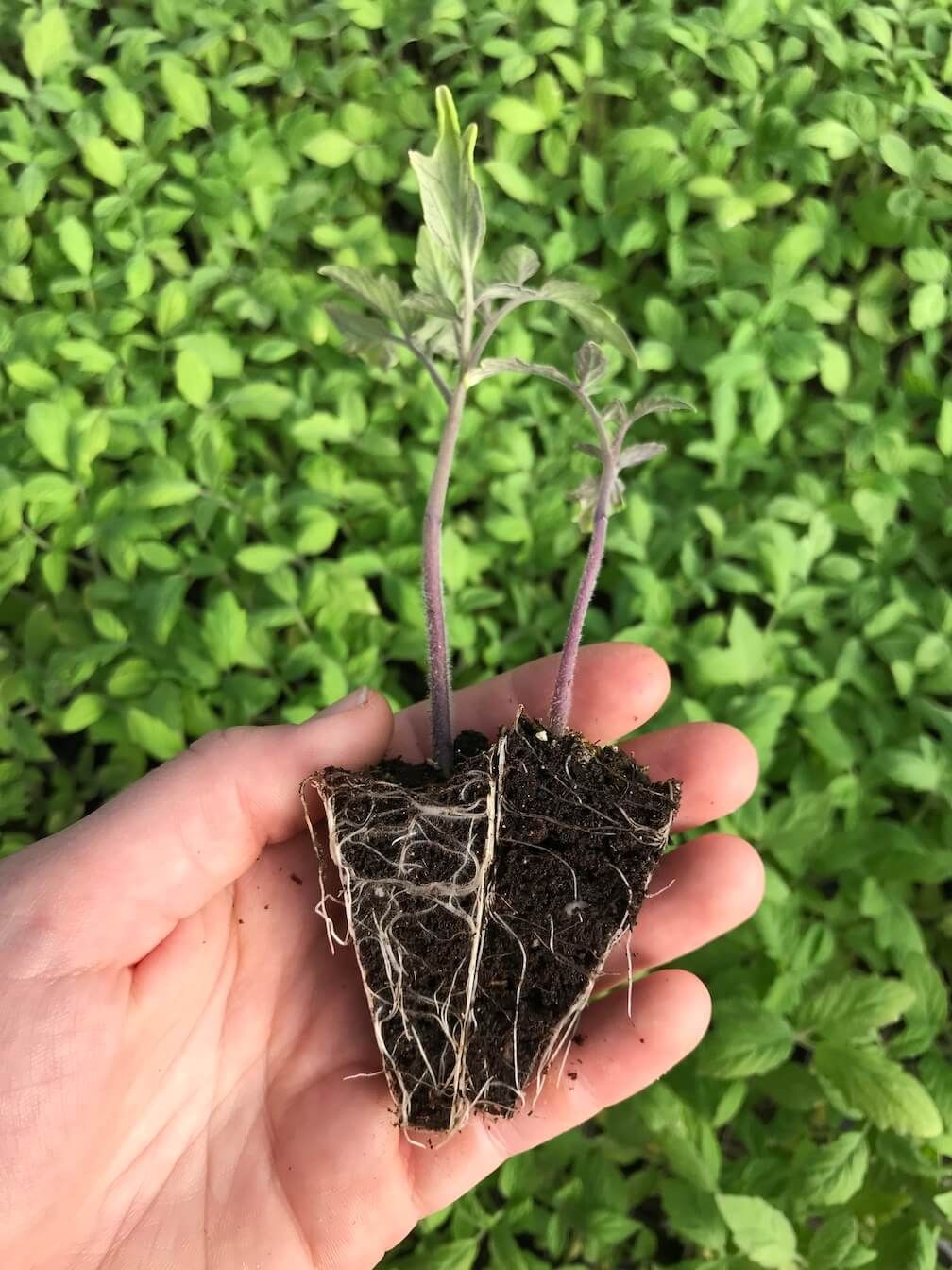 Holding to plant samples, the one treated with Lawn Champion has healthier roots.