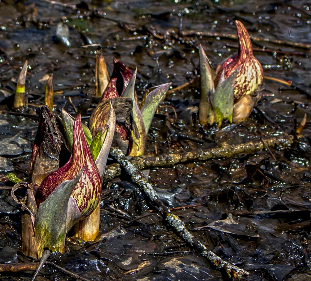 The-Curious-Skunk-Cabbage-in-Bloom.jpg