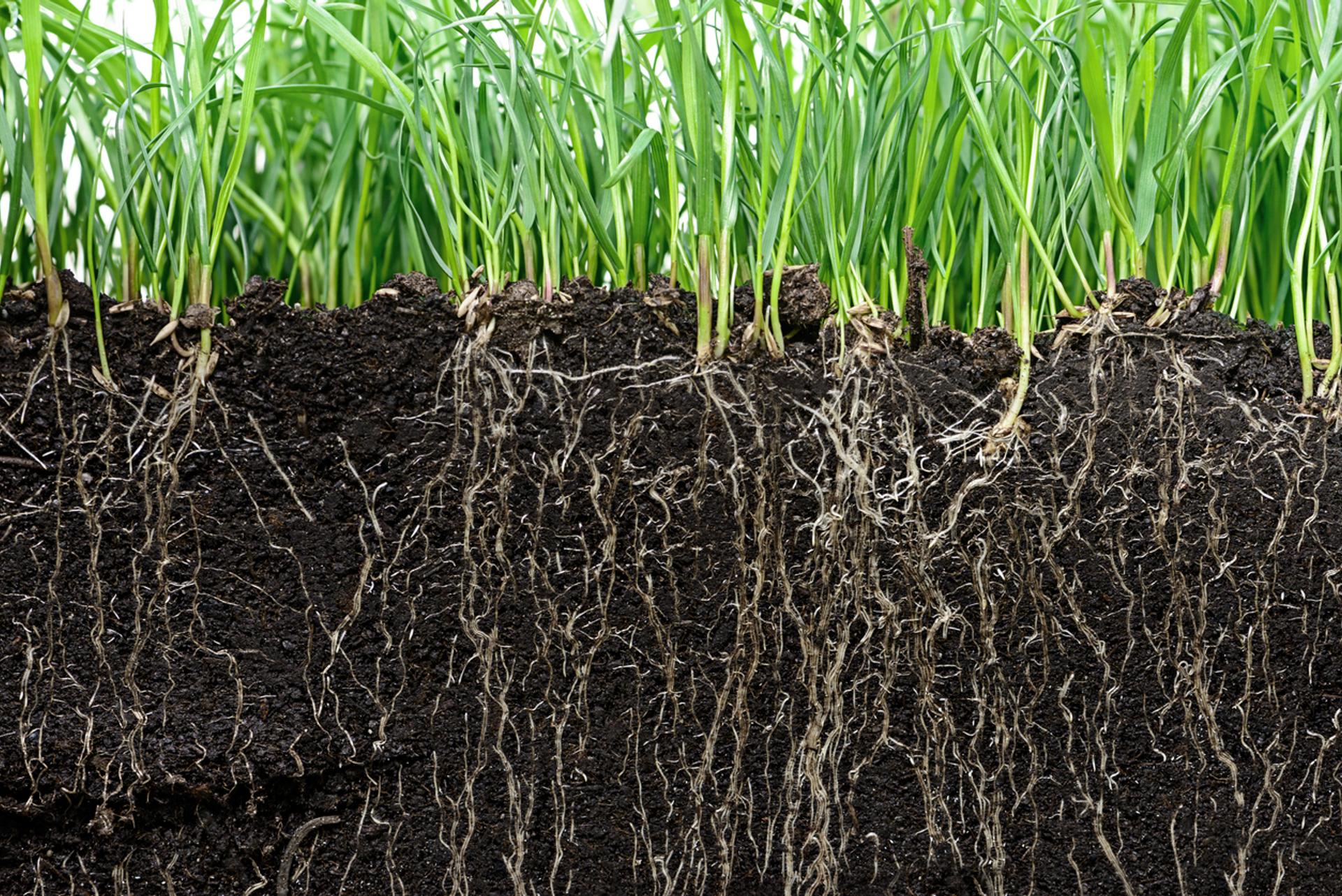 Lawn Smarts: Know Your Roots | Rachio