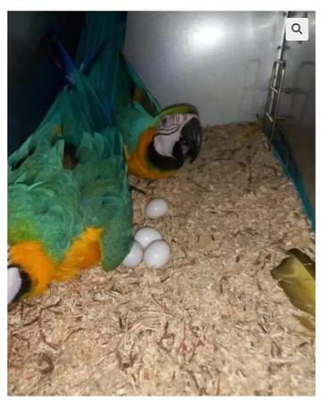 African Grey Parrots and parrots eggs for sale