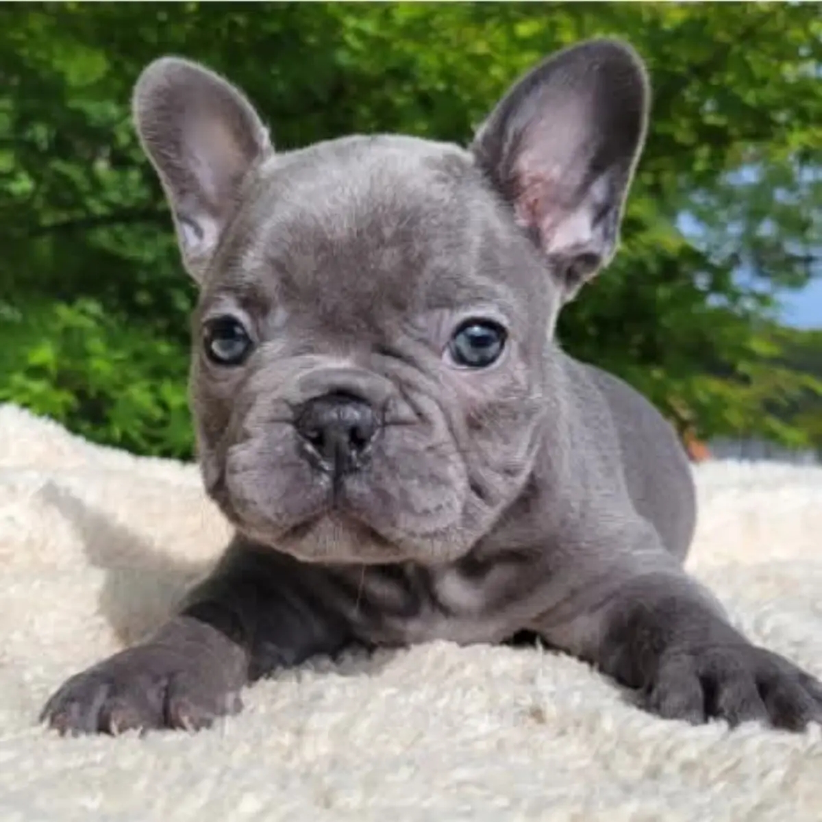 French Bulldog Puppies For Sale | Dogs | Sydney | Ad gallery (SEO) | 1