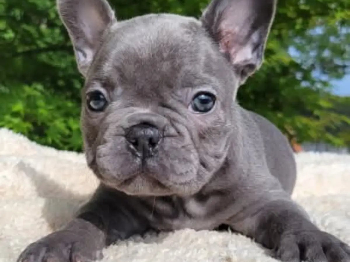 French Bulldog Puppies For Sale | Dogs | Sydney | Ad gallery (SEO) | 2