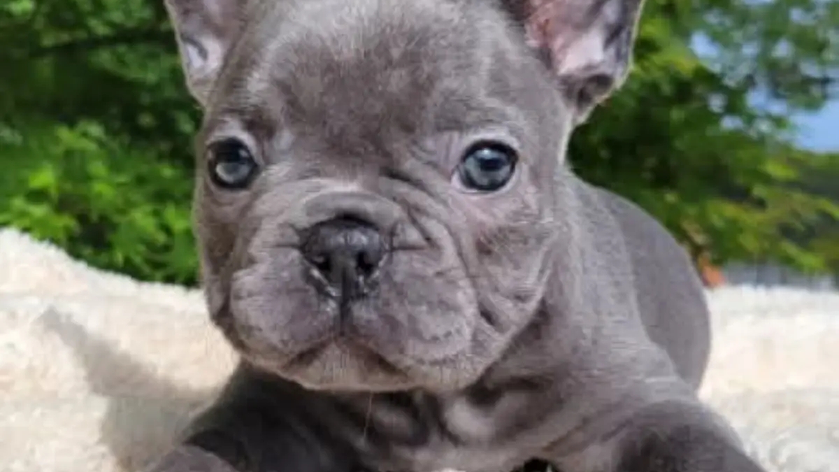 French Bulldog Puppies For Sale | Dogs | Sydney | Ad gallery (SEO) | 3