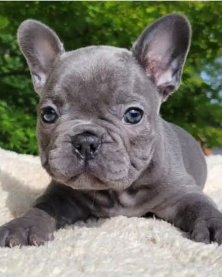 French Bulldog Puppies For Sale | Dogs | Sydney | 1