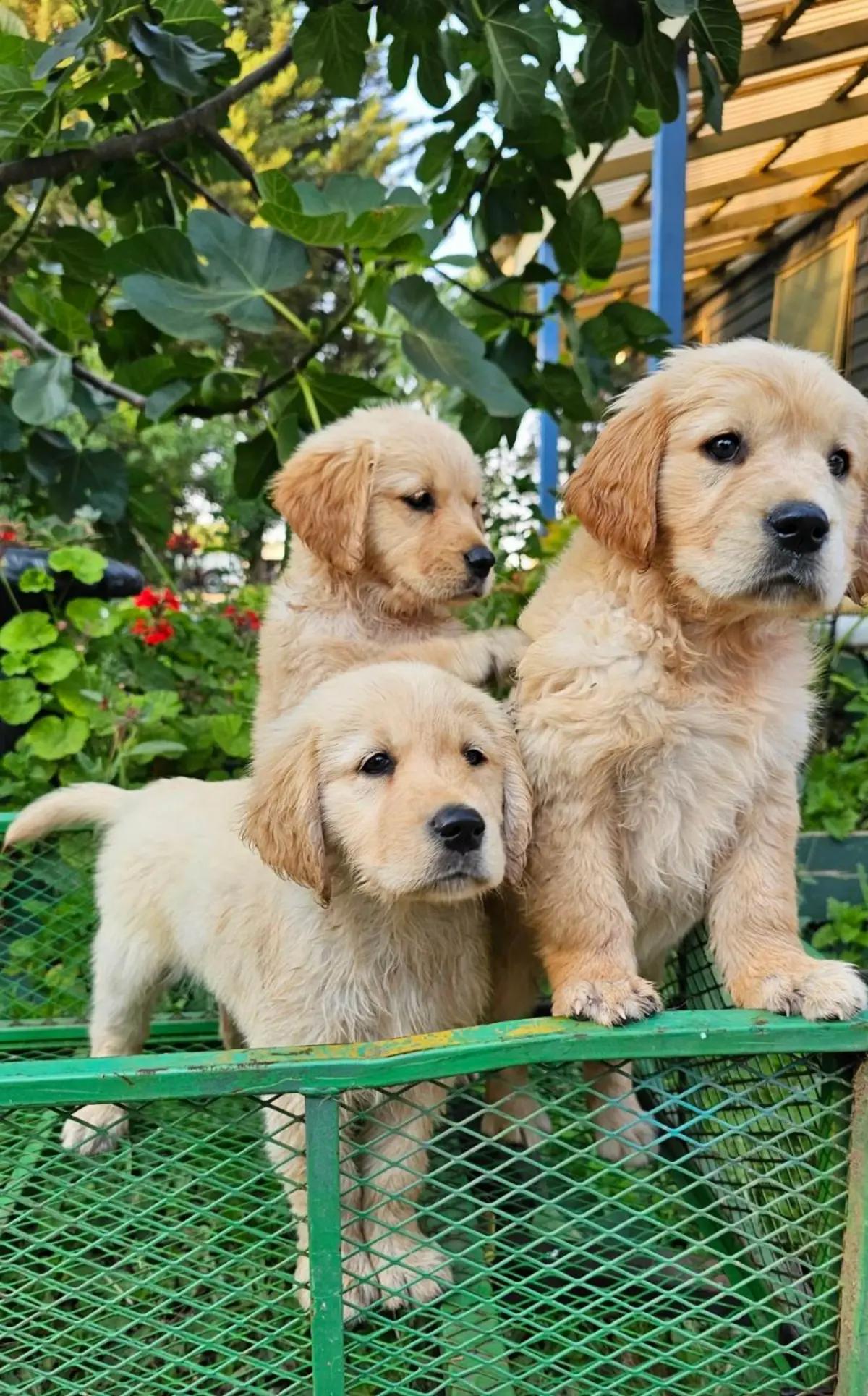 🐶 Adorable Pure-Bred Golden Retriever Puppies Available 🐶 | Dogs | Melbourne | 6