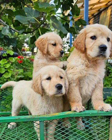 š¶ Adorable Pure-Bred Golden Retriever Puppies Available š¶ | Dogs | Melbourne | 6