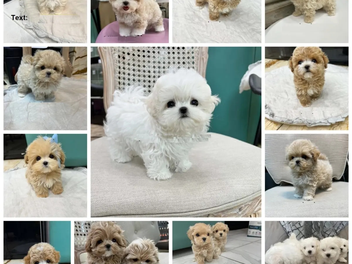 Mini F1 Maltipoo Puppies Available | Dogs | Brisbane | Ad gallery (SEO) | 2