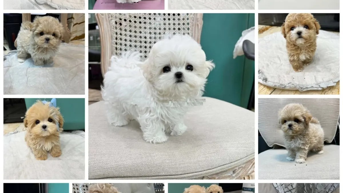 Mini F1 Maltipoo Puppies Available | Dogs | Brisbane | Ad gallery (SEO) | 3