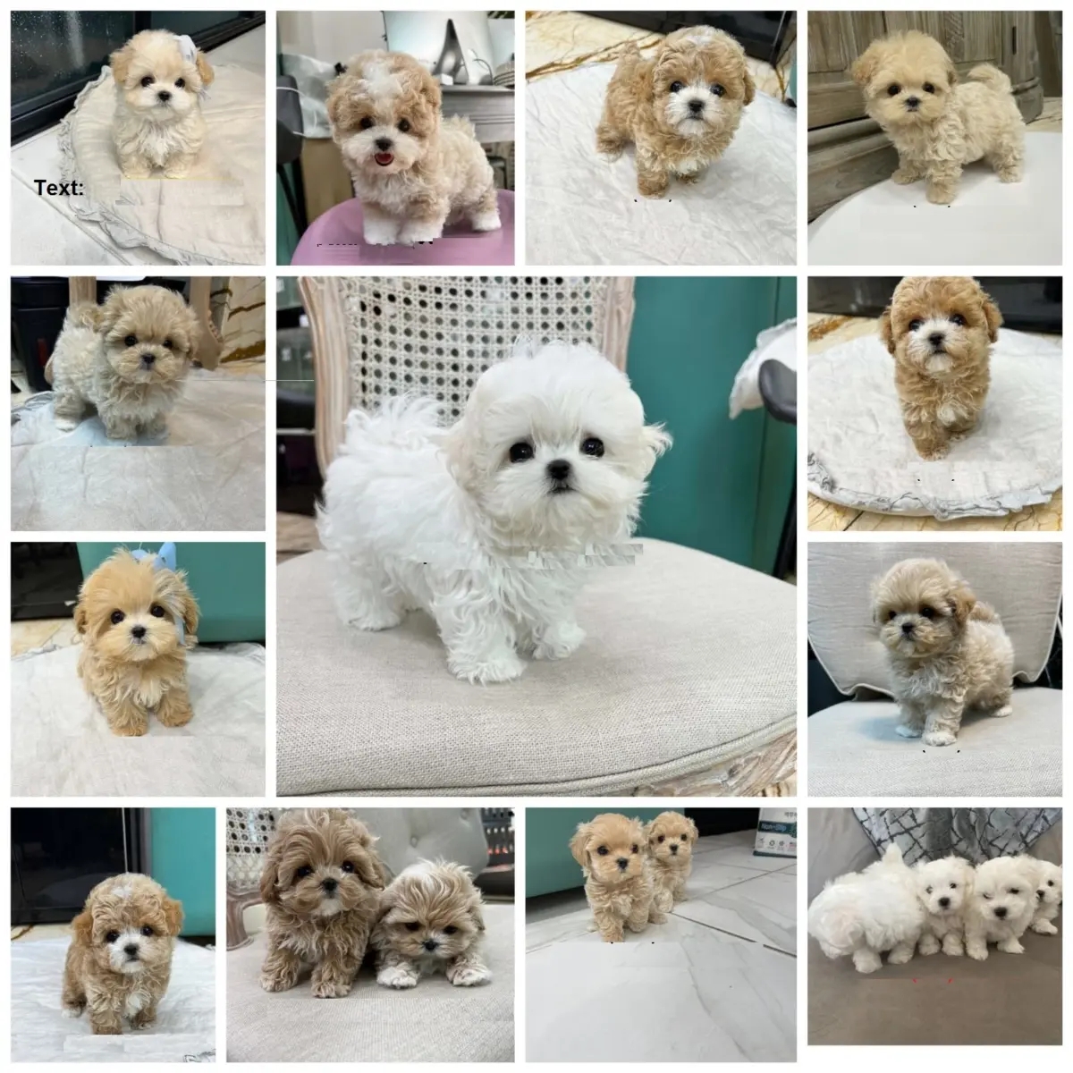 Mini F1 Maltipoo Puppies Available | Dogs | Brisbane | Ad gallery (SEO) | 1