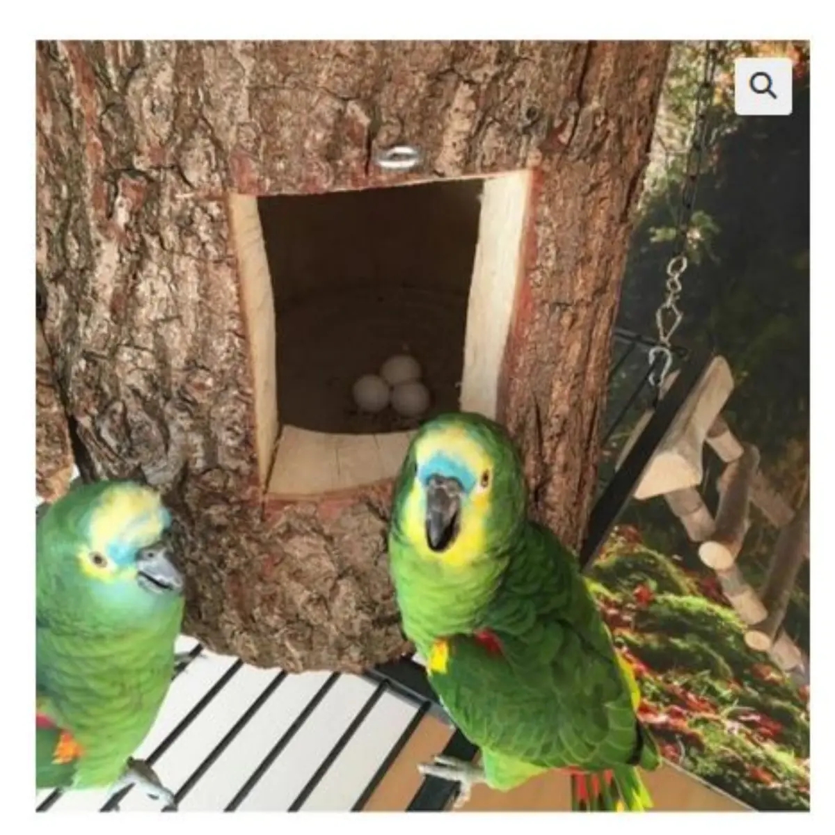 African Grey Parrots and parrots eggs for sale | Birds | Albury | Ad gallery (SEO) | 1