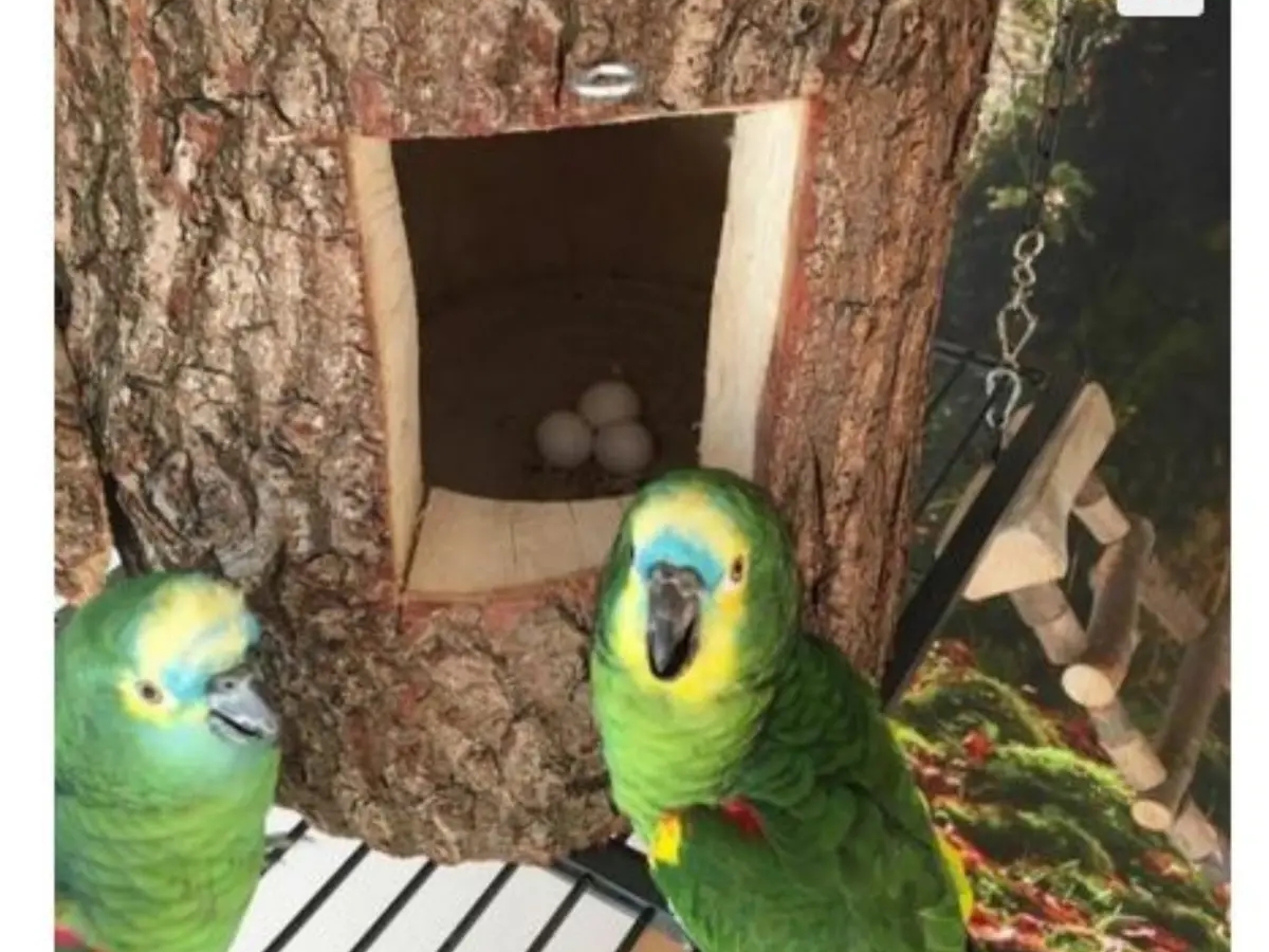 African Grey Parrots and parrots eggs for sale | Birds | Albury | Ad gallery (SEO) | 2