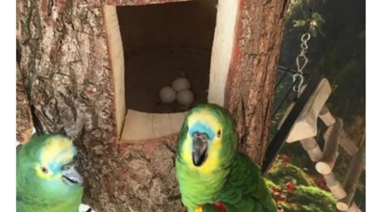 African Grey Parrots and parrots eggs for sale | Birds | Albury | Ad gallery (SEO) | 3