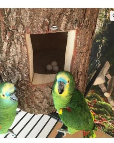 African Grey Parrots and parrots eggs for sale | Birds | Albury | 1