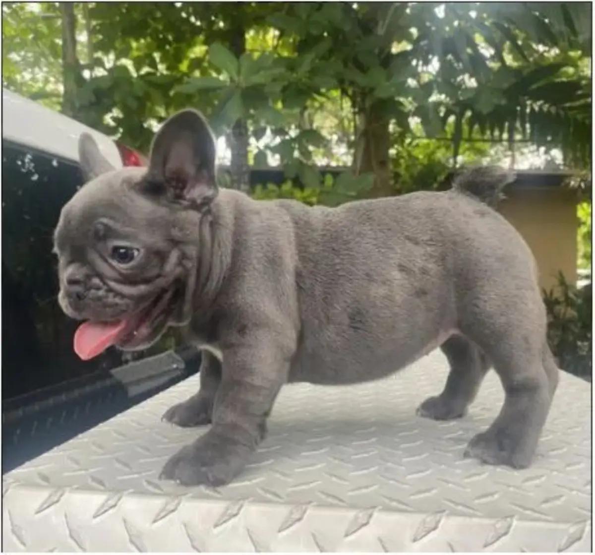 French Bulldog Puppies For Sale | Dogs | Sydney | 3