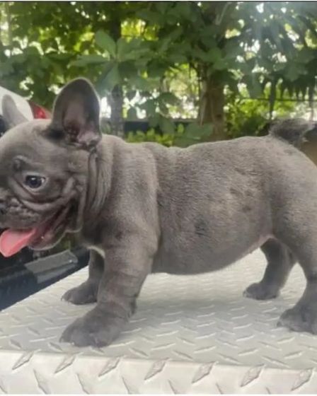 French Bulldog Puppies For Sale | Dogs | Sydney | 3