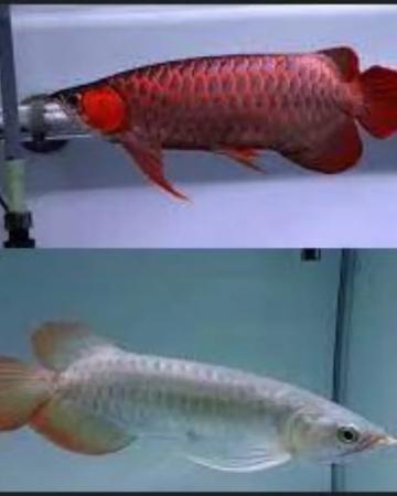Super red arowana fish and stingray fish for sale