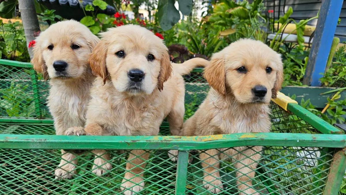 🐶 Adorable Pure-Bred Golden Retriever Puppies Available 🐶 | Dogs | Melbourne | 5