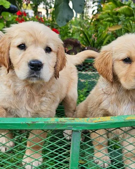 š¶ Adorable Pure-Bred Golden Retriever Puppies Available š¶ | Dogs | Melbourne | 5
