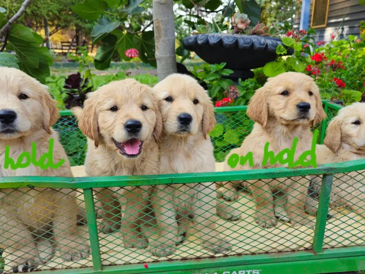 š¶ Adorable Pure-Bred Golden Retriever Puppies Available š¶ | Dogs | Melbourne | Ad gallery (SEO) | 2