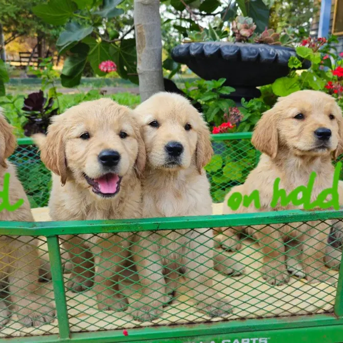 š¶ Adorable Pure-Bred Golden Retriever Puppies Available š¶ | Dogs | Melbourne | Ad gallery (SEO) | 1