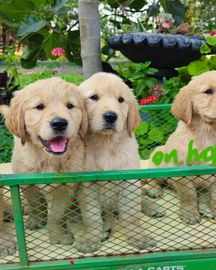 🐶 Adorable Pure-Bred Golden Retriever Puppies Available 🐶
