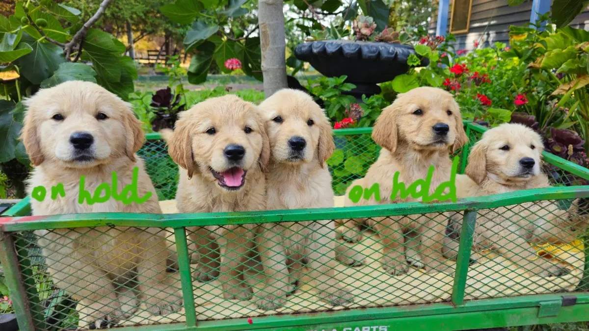 š¶ Adorable Pure-Bred Golden Retriever Puppies Available š¶ | Dogs | Melbourne | Ad gallery (SEO) | 3