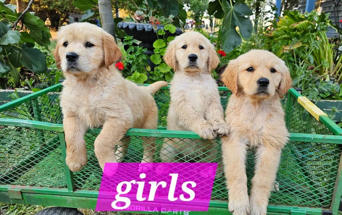 🐶 Adorable Pure-Bred Golden Retriever Puppies Available 🐶 | Dogs | Melbourne | 4
