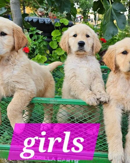 š¶ Adorable Pure-Bred Golden Retriever Puppies Available š¶ | Dogs | Melbourne | 4