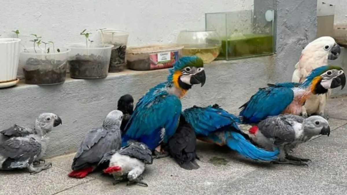 African Grey Parrots For Sale | Birds | Sydney | Ad gallery (SEO) | 3