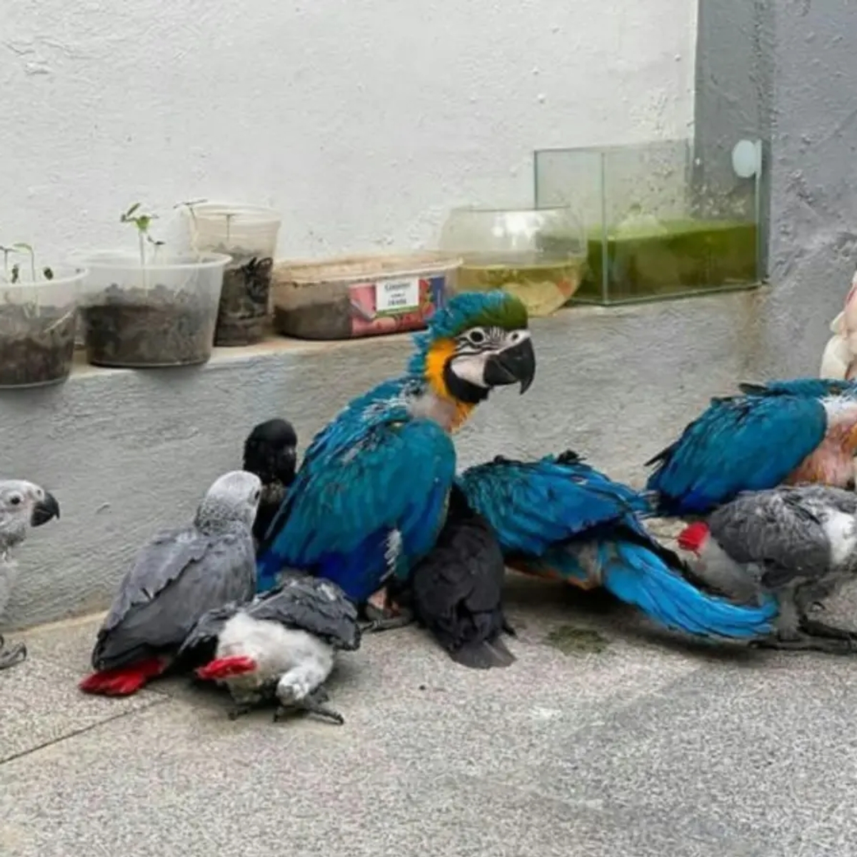 African Grey Parrots For Sale | Birds | Sydney | Ad gallery (SEO) | 1