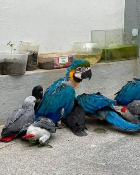 African Grey Parrots For Sale | Birds | Sydney | 1