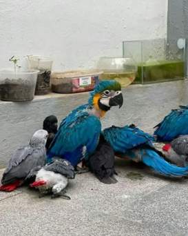 African Grey Parrots For Sale