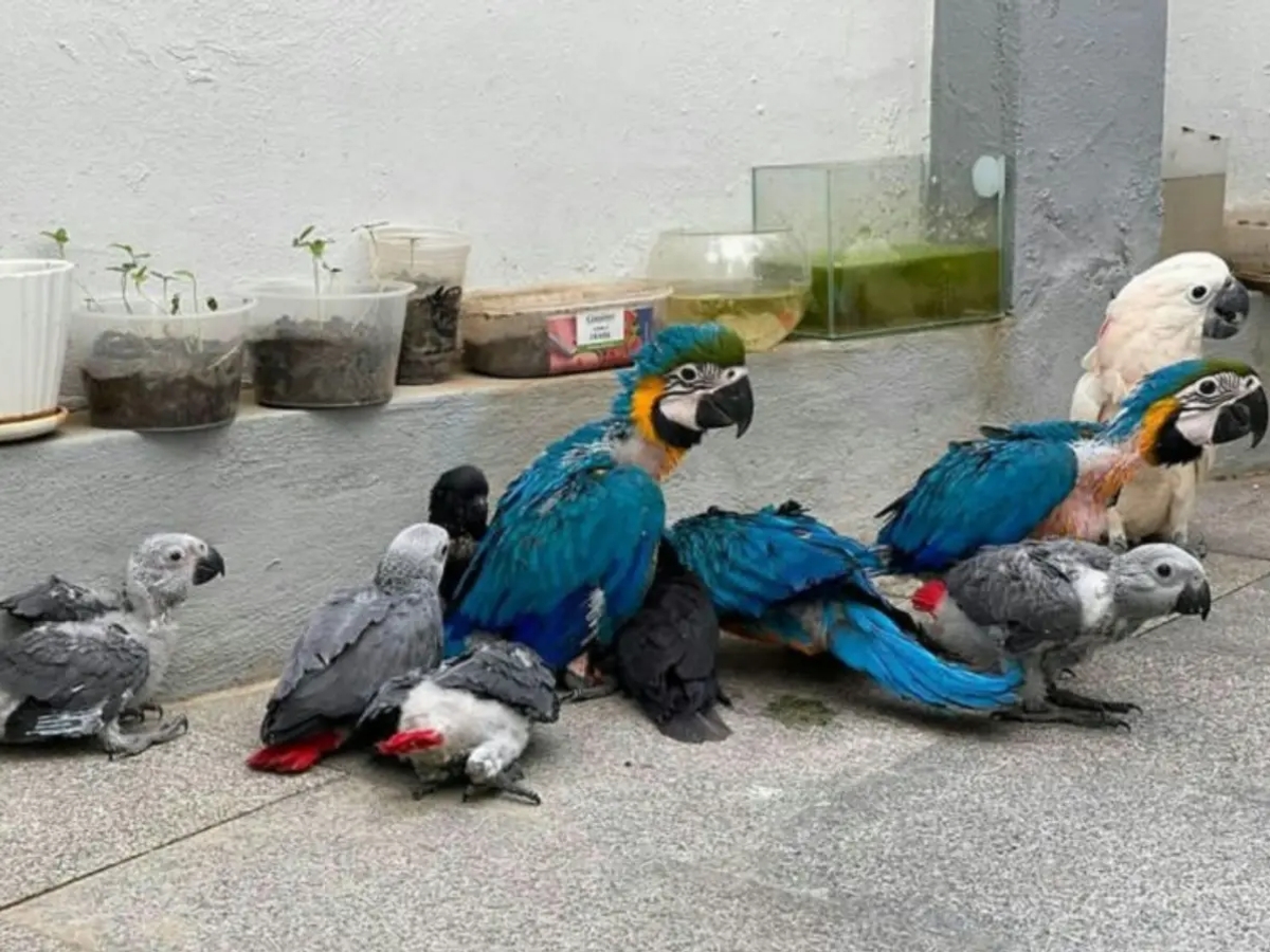 African Grey Parrots For Sale | Birds | Sydney | Ad gallery (SEO) | 2