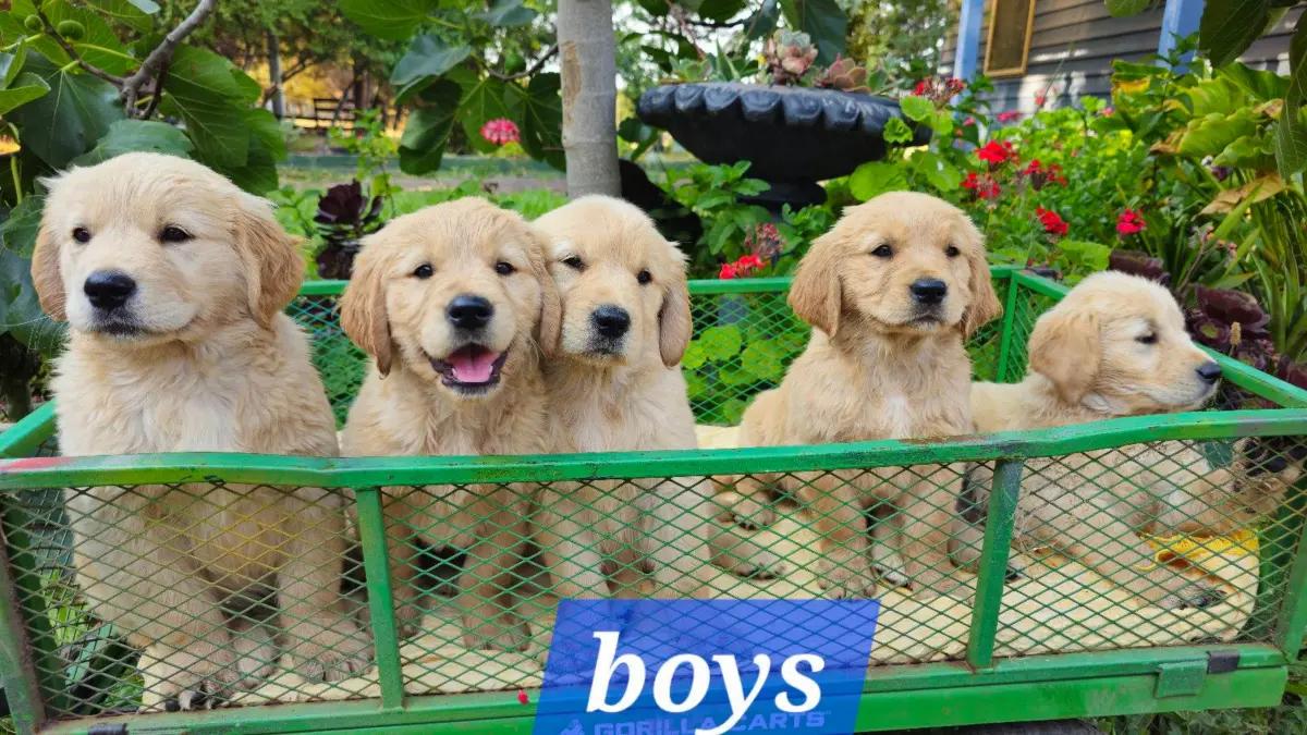 🐶 Adorable Pure-Bred Golden Retriever Puppies Available 🐶 | Dogs | Melbourne | 2