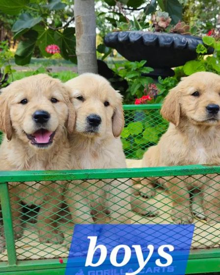 š¶ Adorable Pure-Bred Golden Retriever Puppies Available š¶ | Dogs | Melbourne | 2