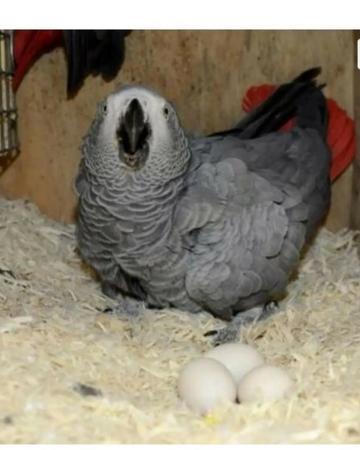 African Grey Parrots and parrots eggs for sale